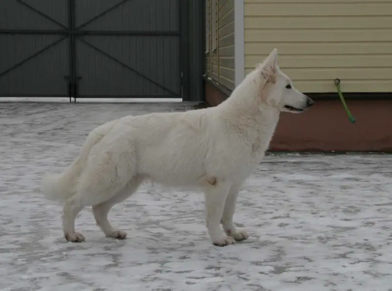 Big Hause Blanche Belosnezhnaya Mechta