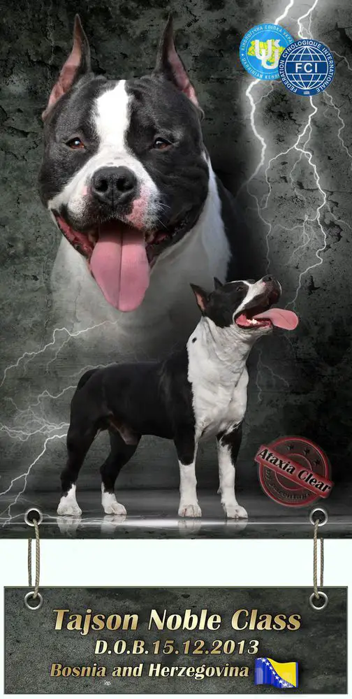 J.CH.UA*2, CH.UA*3, CH. MD, GRAND CH.UA Tajson Noble Class