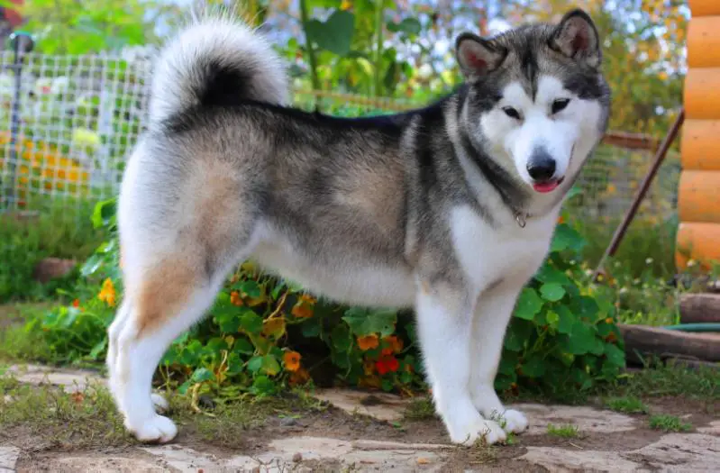 Enilika Diamond Wolf