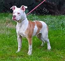 Pernazza's Olimpia of Massimo