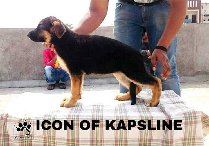 Icon Of Kapsline