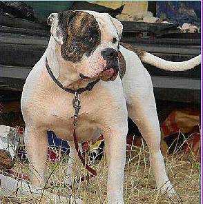 JRusCH, RusCH, GRRusCH,ClubCH, INFANTRY GOLD SENSATIA VERY GOOD