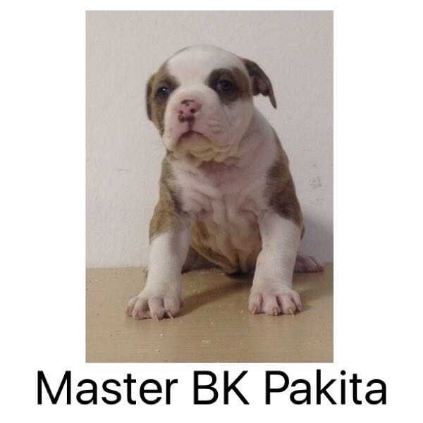 Master BK Pakita