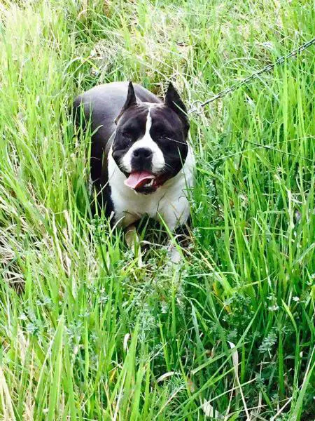 Pinacolada Wild Dragon's