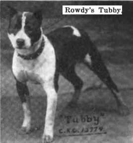 Rowdy's Tubby CKC 012774