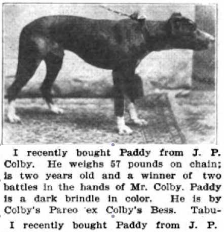 Colby's Paddy [Pareo x Bess]