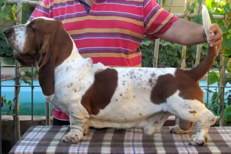 CH Stormwave Jett Midestino