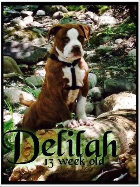 Pack's Delilah