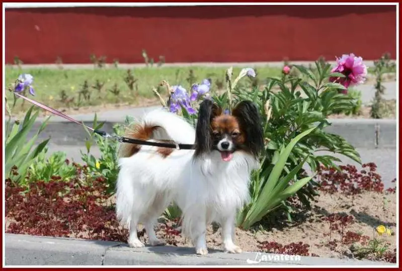 JCH BLR,  CH of Breed, CH BLR Snezhnoe Tango Diana Littl Princess