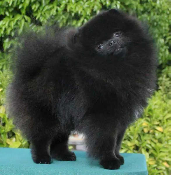 Coromar Walk In Heaven