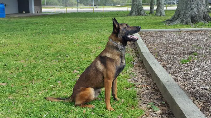 Quincy Perle de Tourbiere