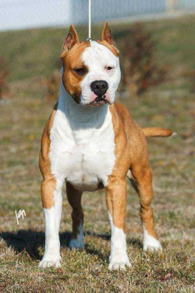 BIS/J.CH/CH. Viking Cosa Nostra Impero