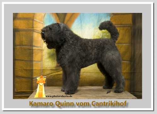 Kamaro Quinn vom Cantrikihof