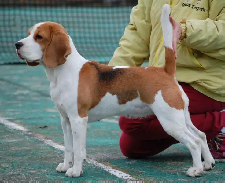 CAC CACIB ANGELINA CIVITAS TERGESTI