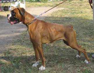 DELLA MONTE KLIO VIRNA