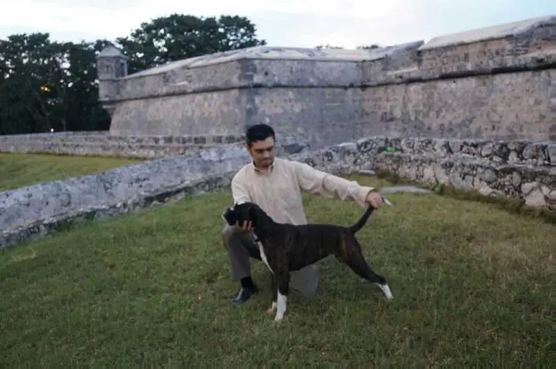 Hoharley Quinn Mex. FCI