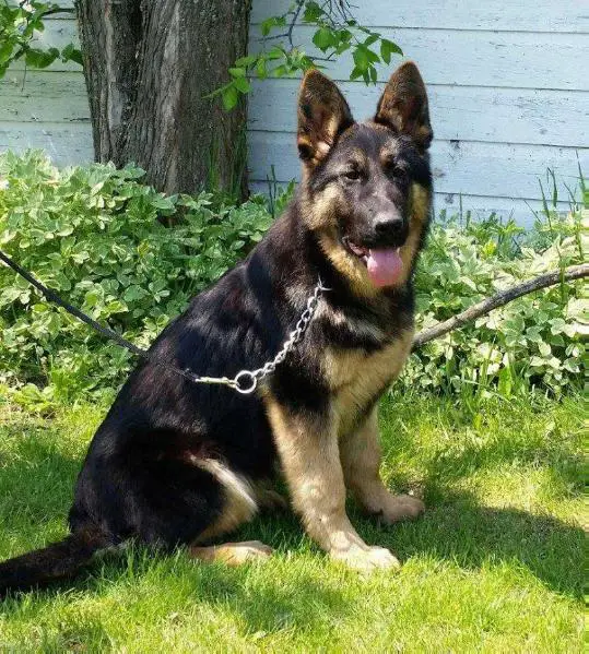 Jolly Madchen Adelhorst 2northernsky