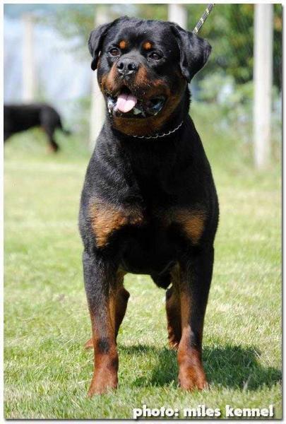 CAC, IPO-1 Qwinki od Sremcica