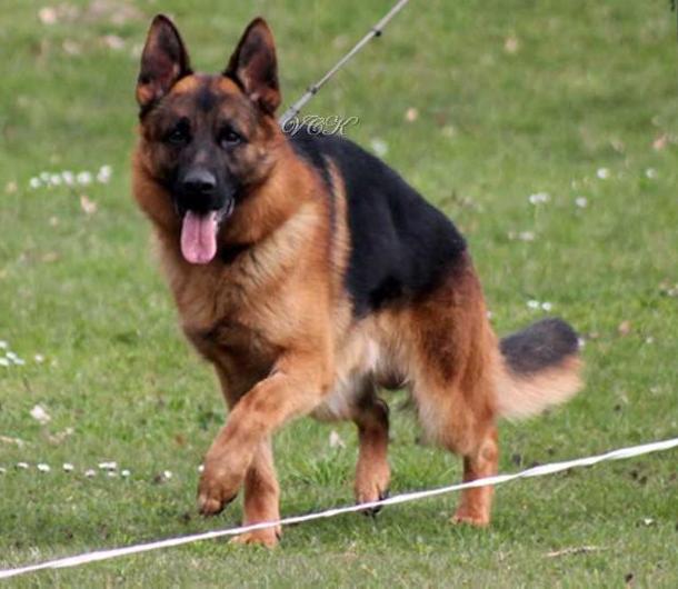 SG6 (AUT) Mexx vom Adelschlag