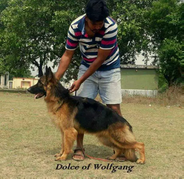 Dolce of Wolfgang