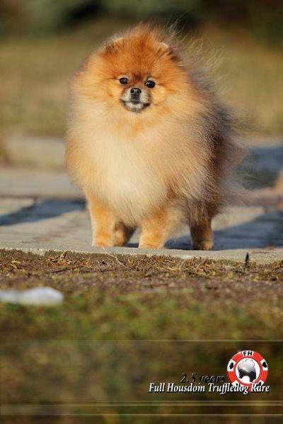 JCh.BLR, Ch.BLR,  BREED Ch.BLR Full Housedom Truffeldog Rare