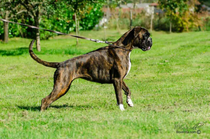 Rebecca di Boxerita