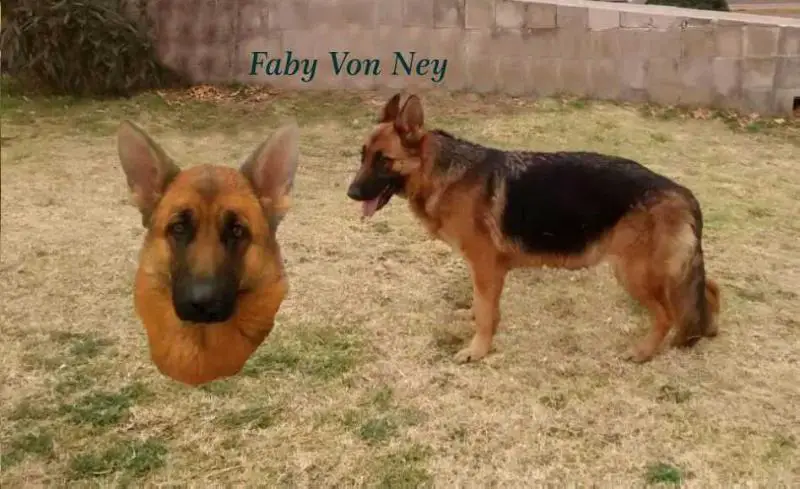 Faby Von Ney
