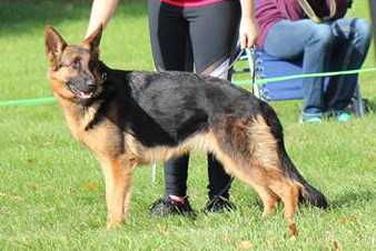 SG1 Ultra Vom Haus Huro