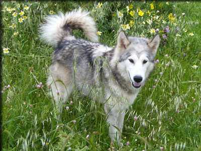 Daulynumber of the Nordic Dream