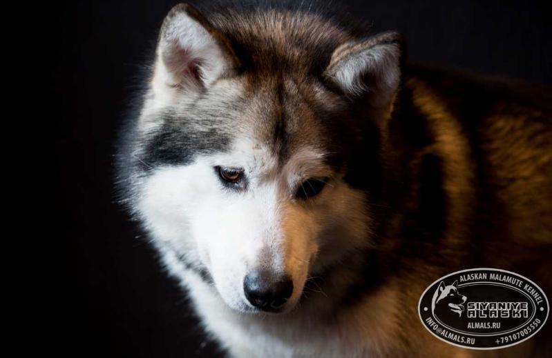 SIYANIYE ALASKI ARCTIC WOLF