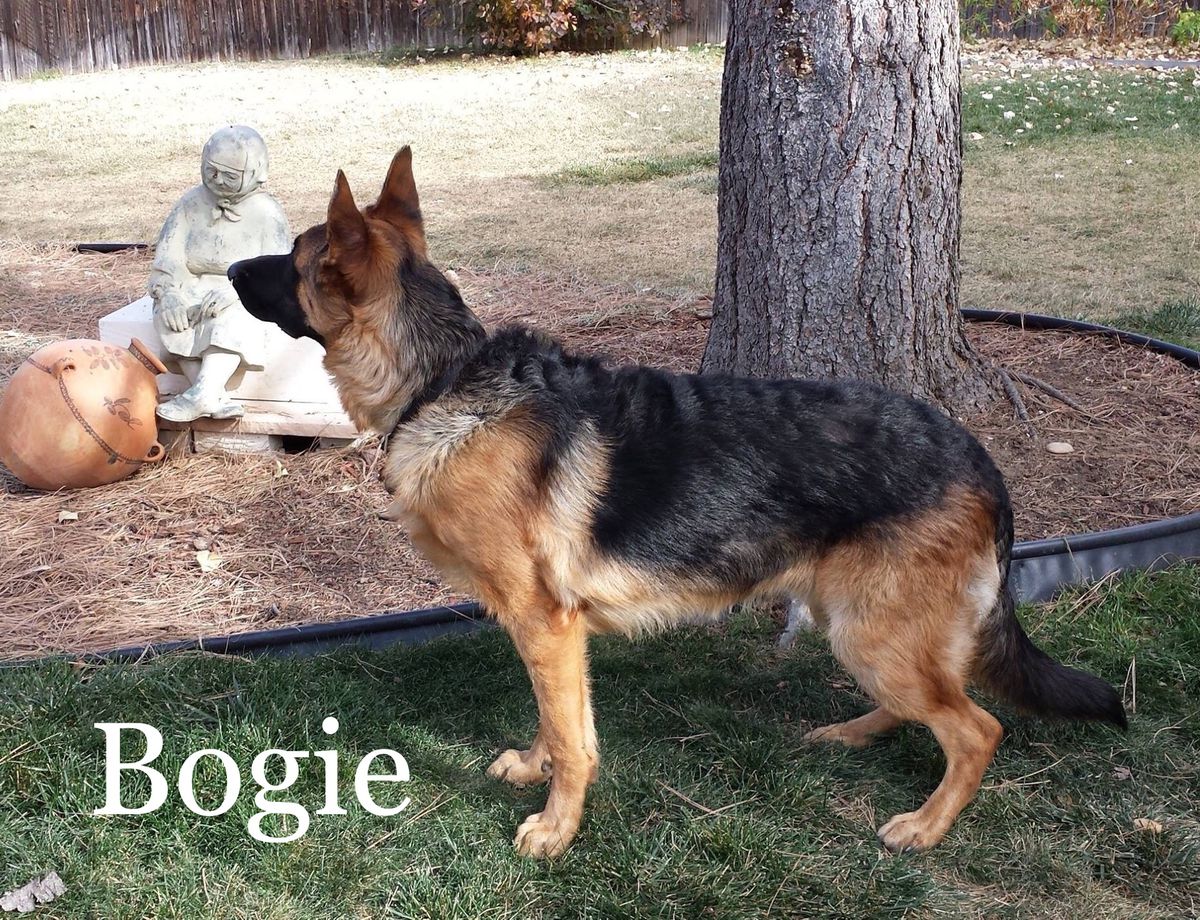 Bogie Von Darkwing