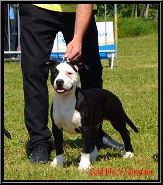 Lord of the ring win angel By Gold Black Mountain