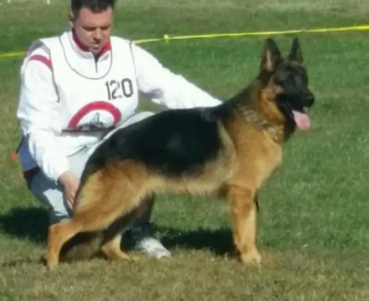 V Twitter vom Mittelwest