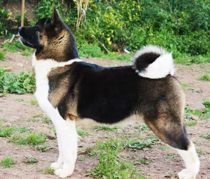 Melodor Black Diamond