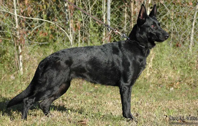 SG Enka vom Spitzenhund