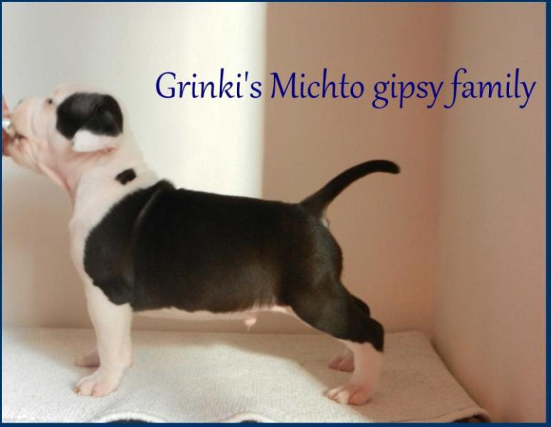 Grinki's Michto gipsy family
