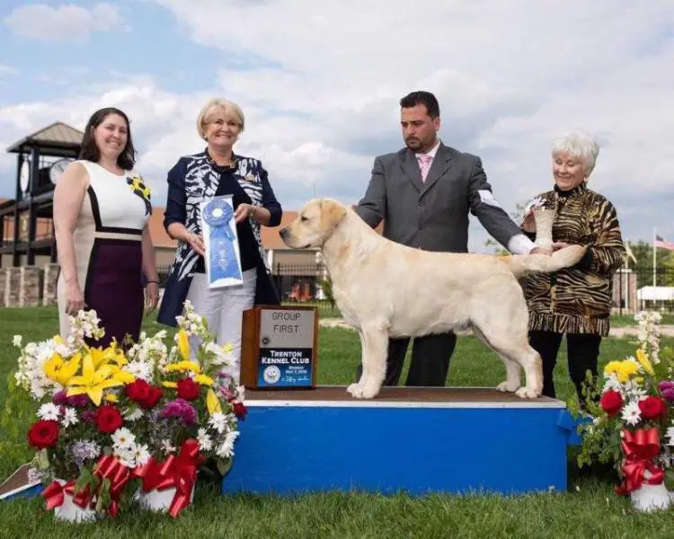 BISS GCH Mar-Moye Special Agent Gibbs