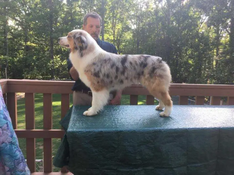 Misti Moonlight Breeze Carter