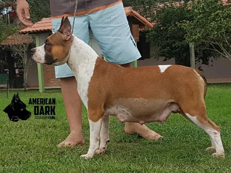 Black Belt DONATELLA do Kanekt