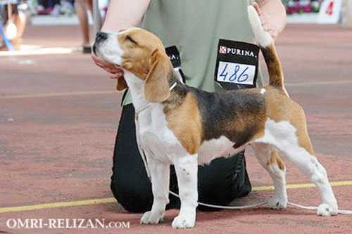 JCH UA, BIR, CH RUS, UA, MOL, GRCH MOL Zituna Noir Omri Relizan