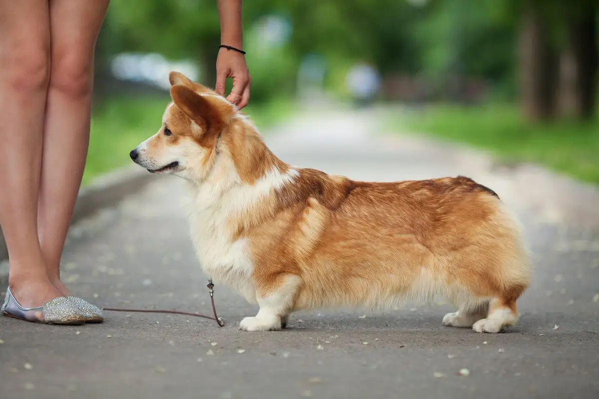 Laif Spring Zoot Suit