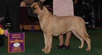 GCH Starrdogs Fay Wray of Silverback