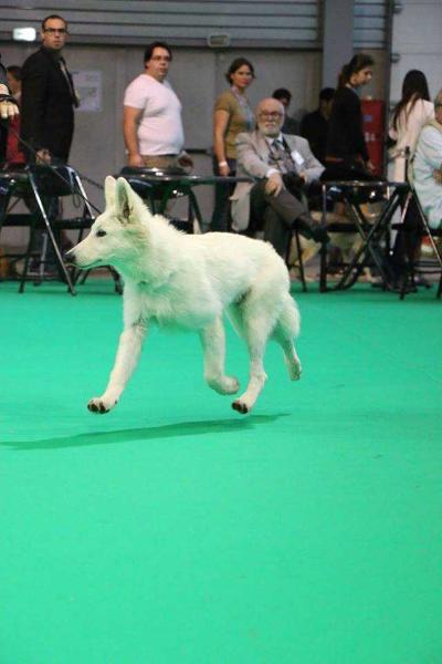 Loup Anne Du Petit Duc Victoria