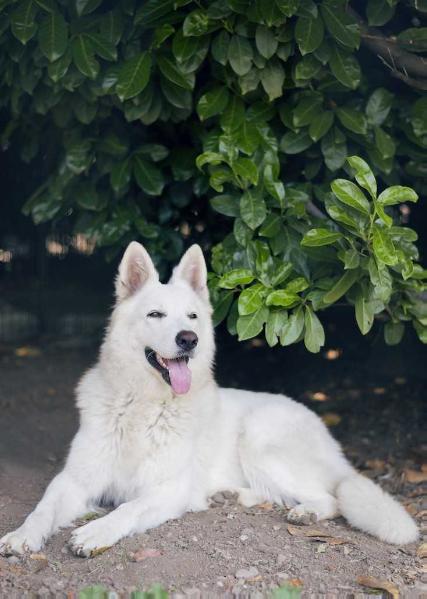 Silly Lady od bijelih anđela