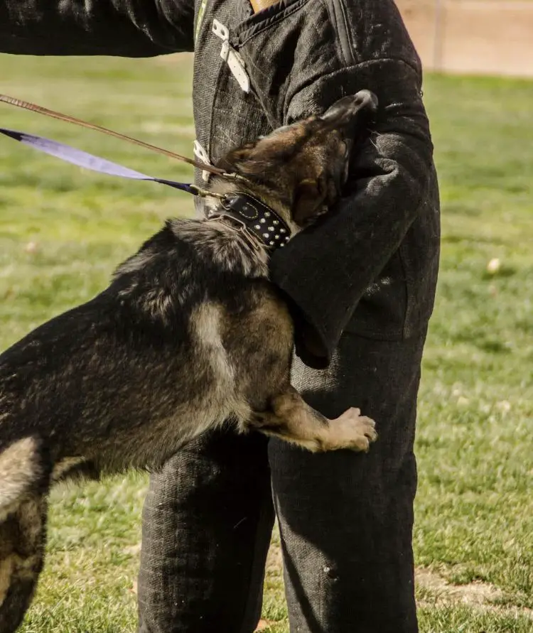 INTCh V1 Kevin Z Gargamellu