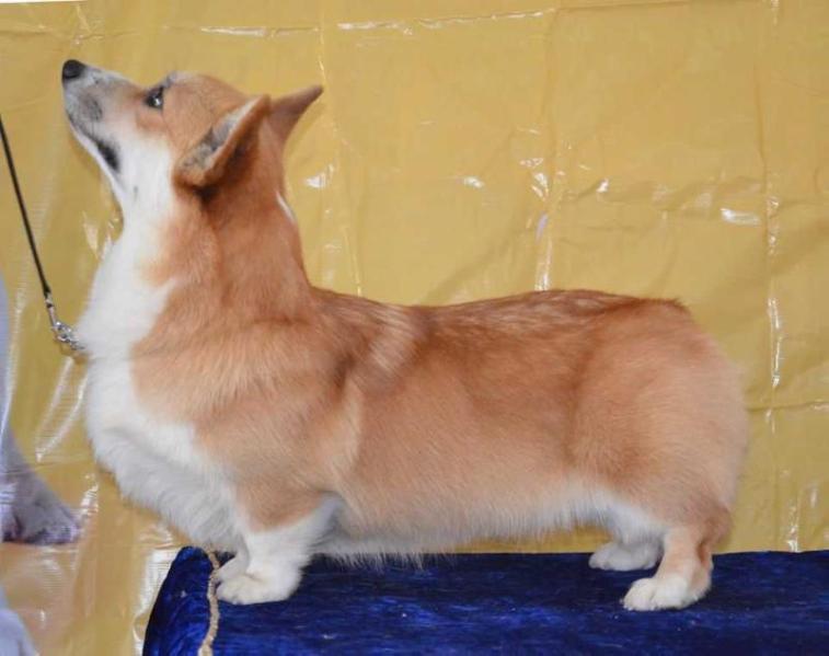 JCH RUS,KAZ,KRG,CH KAZ Siberian Shepherd Indelible Delight