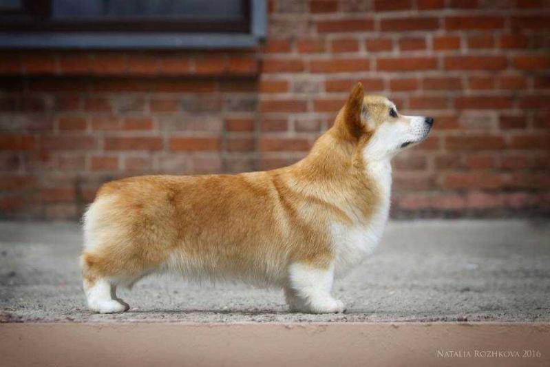 Laif Spring Bohemian Rapsody