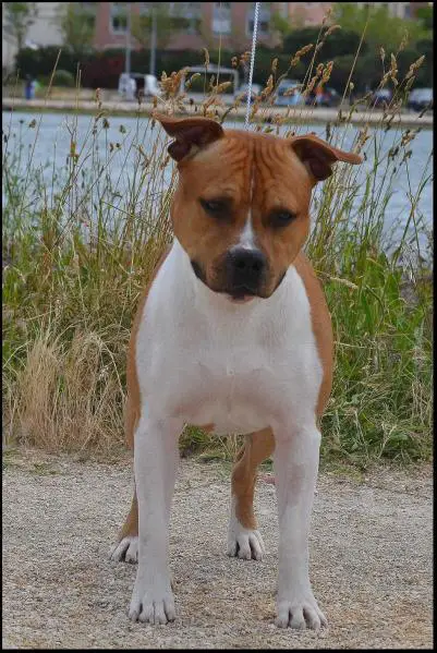 Jango du Domaine de Zeus