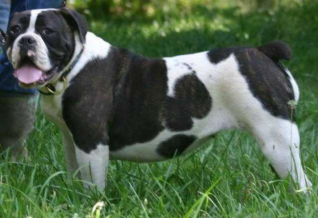 Kings River Bulldogge's Austin