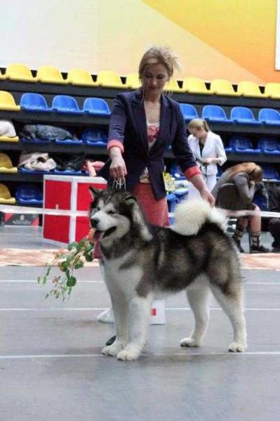 WOLFMOUNTAIN S STRIKING